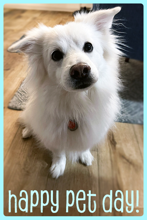 Moose Pet Day ecard