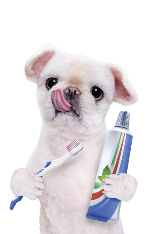 Dog With Toothbrush  ecard