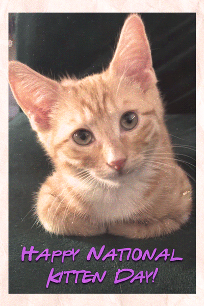 Creamsicle Kitten  ecard