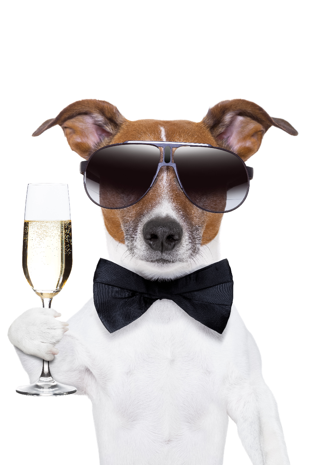 Champagne Dog ecard
